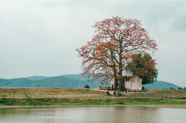 The unique old twin rice tree attracts visitors to check-in in Bac Giang - 1