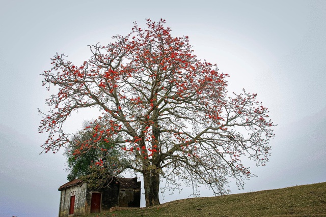 The unique old twin rice tree attracts visitors to check-in in Bac Giang - 3