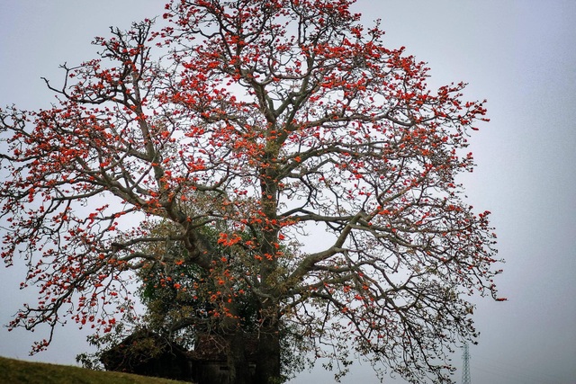 The unique old twin rice tree attracts visitors to check-in in Bac Giang - 4