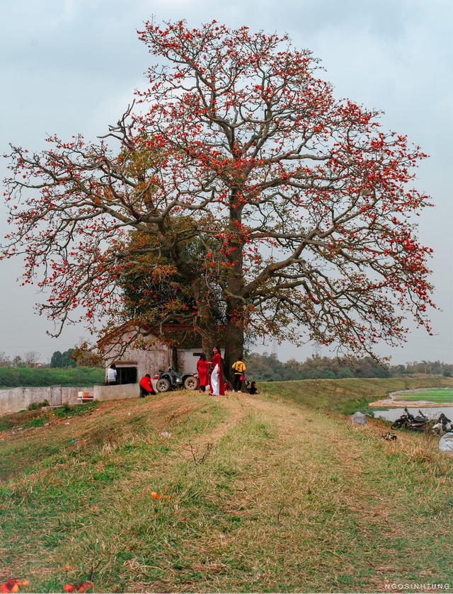 The unique old twin rice tree attracts visitors to check-in in Bac Giang - 7