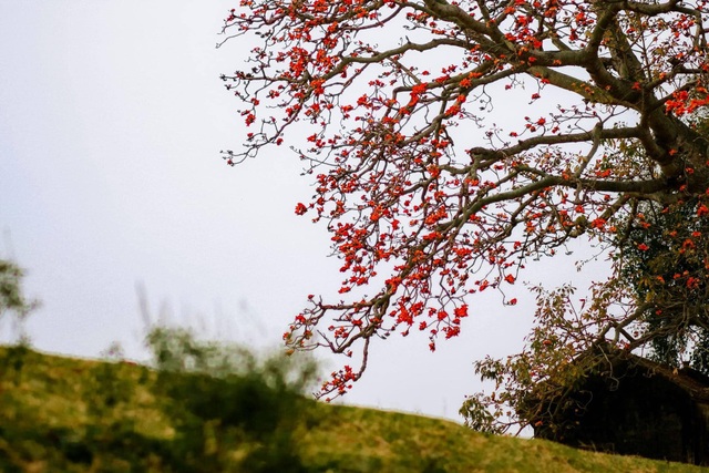 The unique old twin rice tree attracts visitors to check-in in Bac Giang - 9