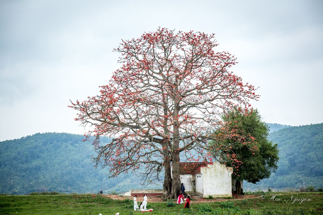 The unique old twin rice tree attracts visitors to check-in in Bac Giang - 6