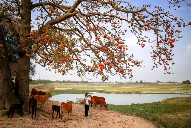 The unique old twin rice tree attracts visitors to check-in in Bac Giang - 2