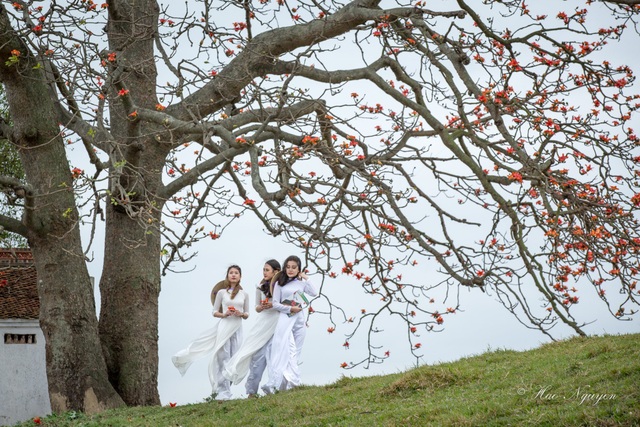 The unique old twin rice tree attracts visitors to check-in in Bac Giang - 5