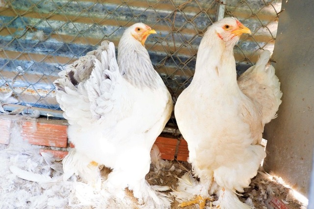 Nuôi chim trĩ, gà quý phi chàng trai Cần Thơ kiếm 300 triệu đồng mỗi năm - 4 Nuôi chim trĩ, gà quý phi chàng trai Cần Thơ kiếm 300 triệu đồng mỗi năm - 4