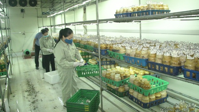 Bỏ ngang đại học đi trồng nấm, đại gia nông dân thu gần 40 tỷ đồng/năm - 7 Bỏ ngang đại học đi trồng nấm, đại gia nông dân thu gần 40 tỷ đồng/năm - 7