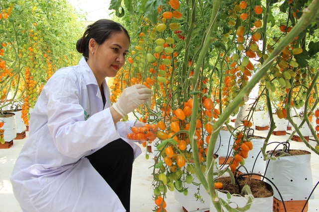 Cô giáo có thu nhập lý tưởng nhờ trồng cà chua công nghệ cao - 2