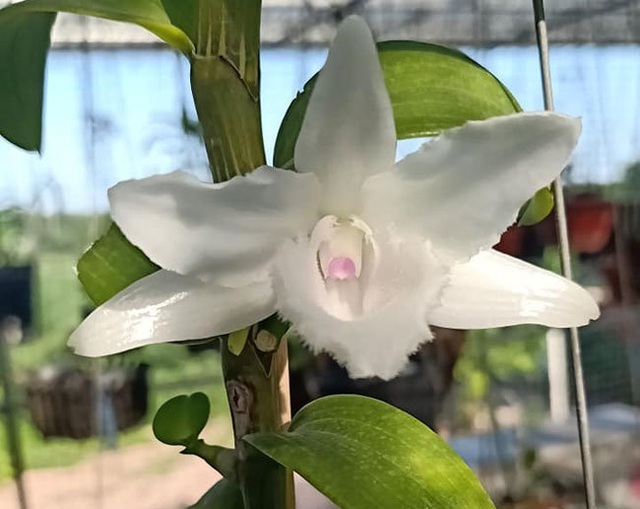 NHNN tỉnh Hòa Bình muốn kiểm soát khách vay vốn có yếu tố lan đột biến - 1 NHNN tỉnh Hòa Bình muốn kiểm soát khách vay vốn có yếu tố lan đột biến - 1