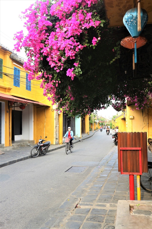 Hoi An bougainvillea trellises brilliantly revived after stormy days - 1