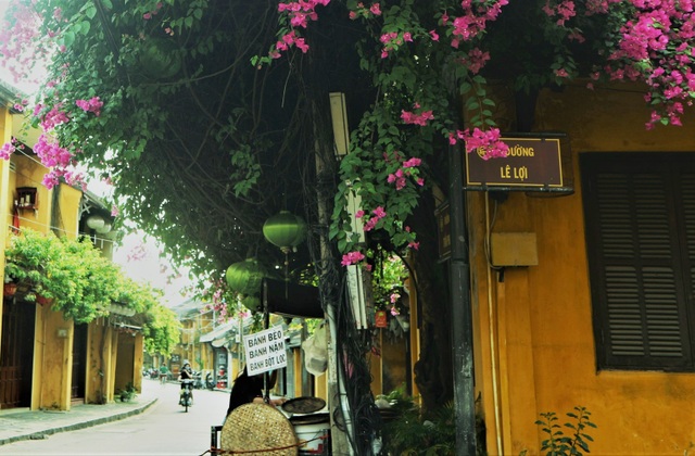 Hoi An bougainvillea flowers brilliantly revived after the stormy days - 4