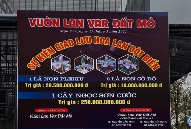 Đua nhau dốc ví mua lan đột biến tiền tỷ: Không tỉnh táo, lao vào là chết - 1