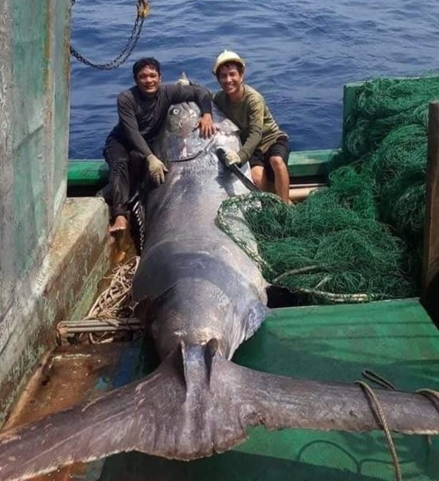 Ngư dân bắt được cá khủng nặng hơn 550 kg, bán 40 triệu đồng - 1