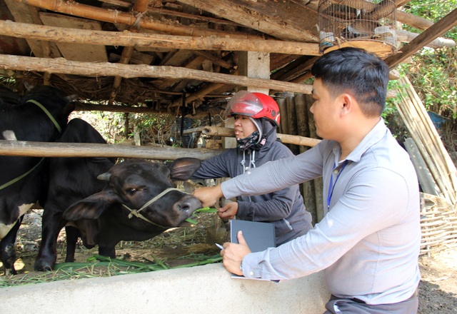 Phú Yên: Gia súc ngã bệnh chết hàng loạt, cán bộ thú y nói chỉ vài con - 5