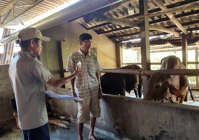 Phú Yên: Gia súc ngã bệnh chết hàng loạt, cán bộ thú y nói chỉ vài con - 1 Phú Yên: Gia súc ngã bệnh chết hàng loạt, cán bộ thú y nói chỉ vài con - 1