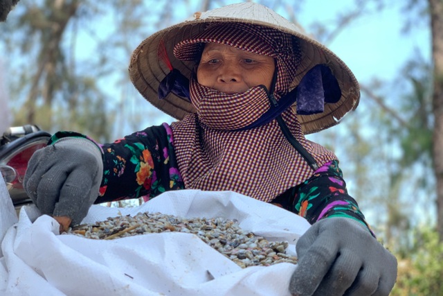 Bắt loài ốc óng ánh, ngư dân bỏ túi tiền triệu mỗi ngày - 3 Bắt loài ốc óng ánh, ngư dân bỏ túi tiền triệu mỗi ngày - 3