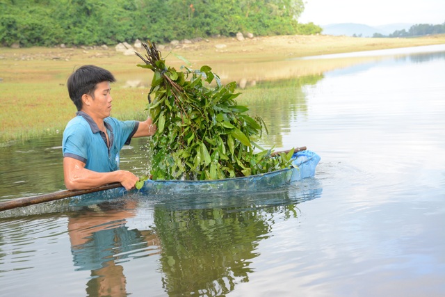 Quảng Nam: Kiếm tiền từ cách bắt tép độc chiêu ở hồ Phú Ninh - 4 Quảng Nam: Kiếm tiền từ cách bắt tép độc chiêu ở hồ Phú Ninh - 4