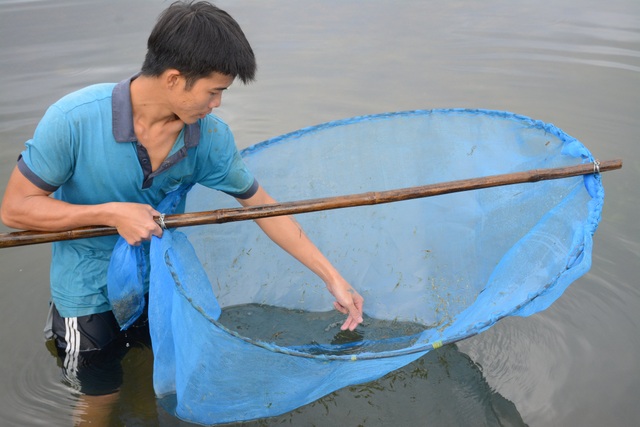 Quảng Nam: Kiếm tiền từ cách bắt tép độc chiêu ở hồ Phú Ninh - 5 Quảng Nam: Kiếm tiền từ cách bắt tép độc chiêu ở hồ Phú Ninh - 5