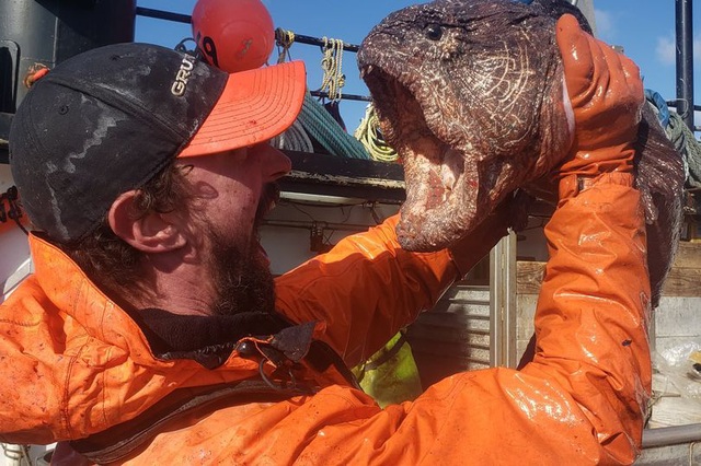 The sea monster with sharp, razor-sharp teeth makes netizens feverish - 1 The sea monster with sharp, razor-sharp teeth makes netizens feverish - 1