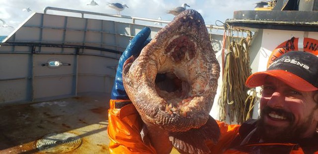 Sea monster with sharp, razor-sharp teeth makes netizens feverish - 2 Sea monster with sharp, razor-sharp teeth makes netizens feverish - 2
