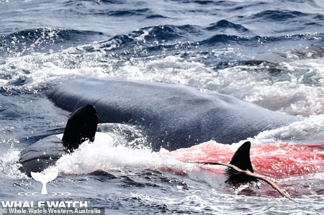Bơi nhầm vào lãnh địa, cá voi xanh bị đàn cá voi sát thủ xé xác tan tành - 2
