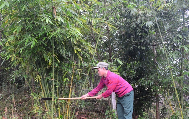 Hỗ trợ gạo cho gia đình hộ nghèo có công bảo vệ rừng - 1