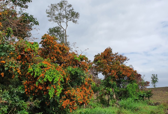 Ancient forest flowers bloom brilliantly in what is considered to be 