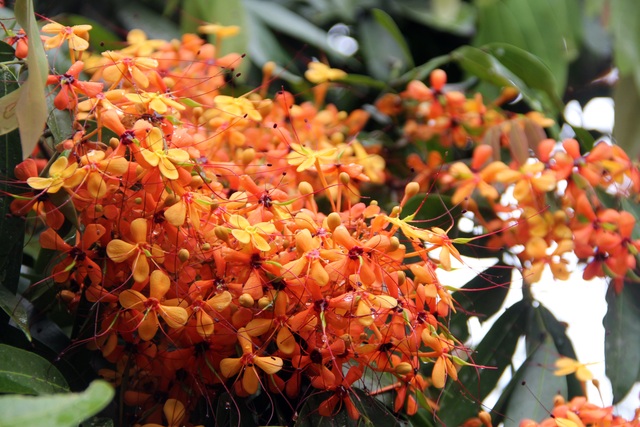 Ancient forest flowers bloom brilliantly in what is considered to be 