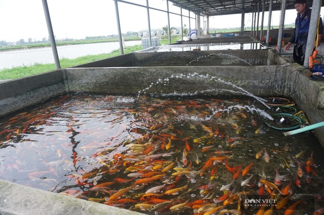 Nuôi loài cá sang chảnh, có con dài gần 1 mét, bán giá nghìn đô, 8X thu tiền tỷ - 3 Nuôi loài cá sang chảnh, có con dài gần 1 mét, bán giá nghìn đô, 8X thu tiền tỷ - 3