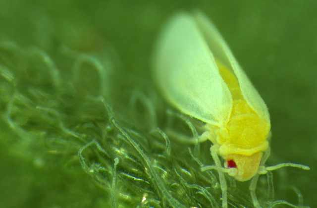 Loài côn trùng kỳ lạ có khả năng ăn cắp DNA từ thực vật - 1