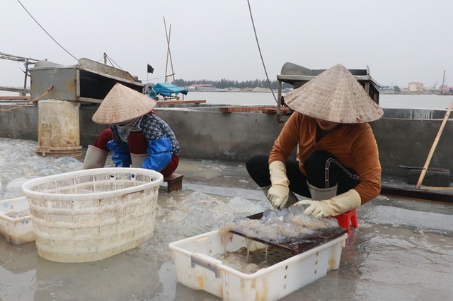 Ngư dân Nam Định thu tiền triệu nhờ đánh bắt sứa biển - 5 Ngư dân Nam Định thu tiền triệu nhờ đánh bắt sứa biển - 5