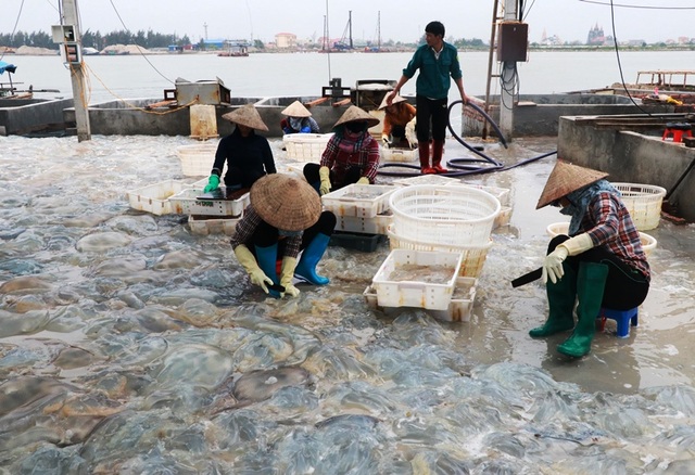 Ngư dân Nam Định thu tiền triệu nhờ đánh bắt sứa biển - 3 Ngư dân Nam Định thu tiền triệu nhờ đánh bắt sứa biển - 3