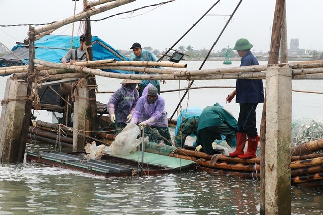 Ngư dân Nam Định thu tiền triệu nhờ đánh bắt sứa biển - 1 Ngư dân Nam Định thu tiền triệu nhờ đánh bắt sứa biển - 1