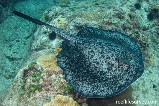 Cận cảnh loài cá đuối cực độc với nọc có thể giết chết người  - 1