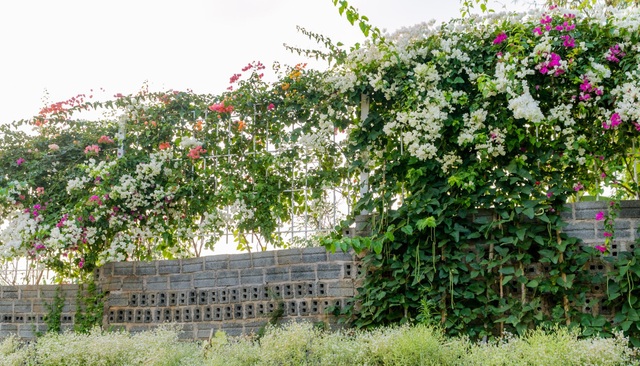 9X cất bằng kỹ sư, về quê làm vườn hoa rộng 2.000m2 ở Đắk Lắk - 3