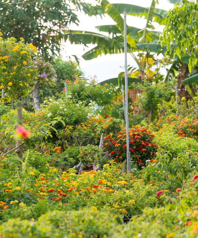 9X cất bằng kỹ sư, về quê làm vườn hoa rộng 2.000m2 ở Đắk Lắk - 10
