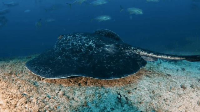 Cận cảnh loài cá đuối cực độc với nọc có thể giết chết người  - 3