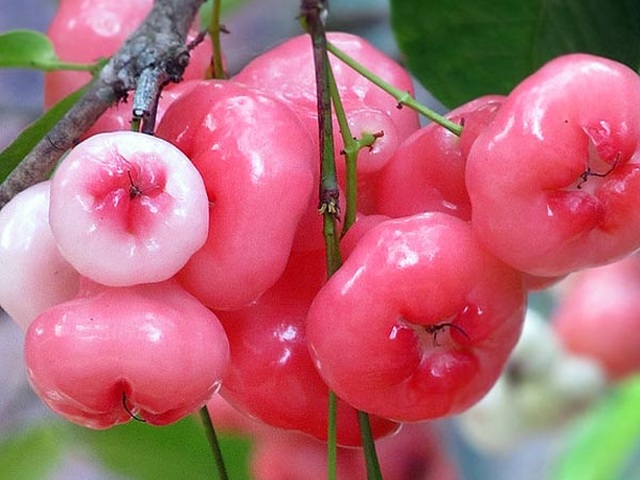 Les grands bienfaits surprenants du fruit fouetté pour prévenir le cancer |  Journal Dan Tri