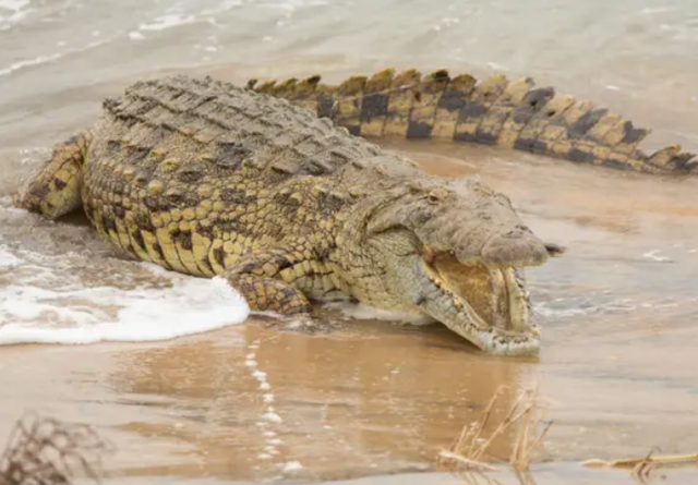 Cá sấu khổng lồ nặng gần 700kg nuốt sống cá mập - 3