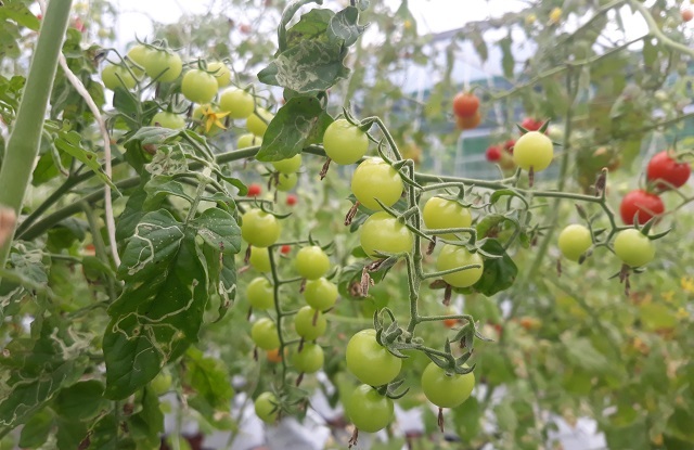 Ông nông dân rót tiền tỷ vào rừng vì một lý do - 2 Ông nông dân rót tiền tỷ vào rừng vì một lý do - 2