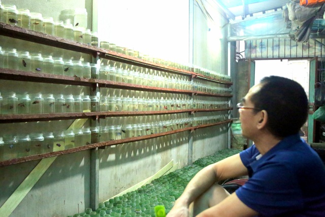 Hà Nội: Lão nông 55 tuổi đam mê cá chọi, thu hàng trăm triệu đồng/năm - 4 Hà Nội: Lão nông 55 tuổi đam mê cá chọi, thu hàng trăm triệu đồng/năm - 4
