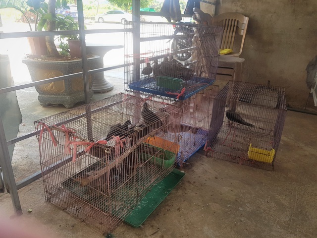 Một số loài chim di cư không còn xuất hiện vì nạn tận diệt chim trời - 2 Một số loài chim di cư không còn xuất hiện vì nạn tận diệt chim trời - 2