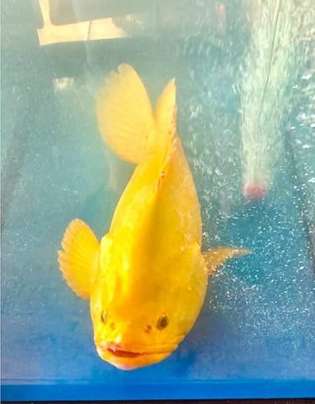 Âm thầm thả cá mú vàng về biển, dù được trả giá hàng trăm triệu đồng - 1 Âm thầm thả cá mú vàng về biển, dù được trả giá hàng trăm triệu đồng - 1