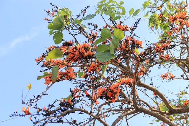 Admire the strange flowers of the Krong Pa fire pan - 4