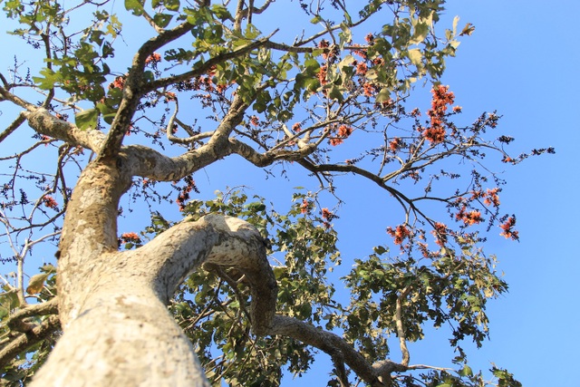 Admire the strange flowers of the Krong Pa fire pan - 3