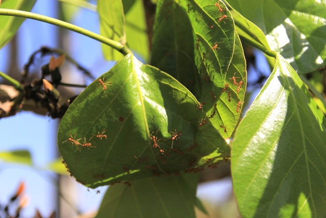 Admire the strange flowers of the Krong Pa fire pan - 7