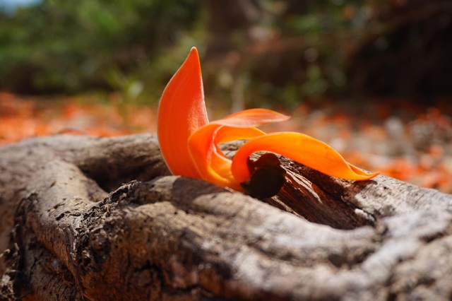 Admire the strange flowers of the Krong Pa fire pan - 5