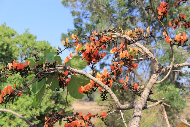 Admire the strange flowers of the Krong Pa fire pan - 6