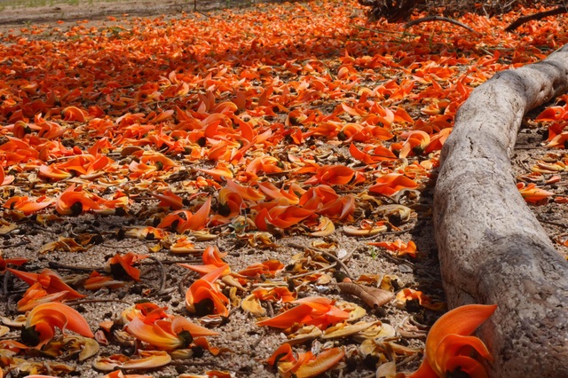 Admire the strange flowers of the Krong Pa fire pan - 8