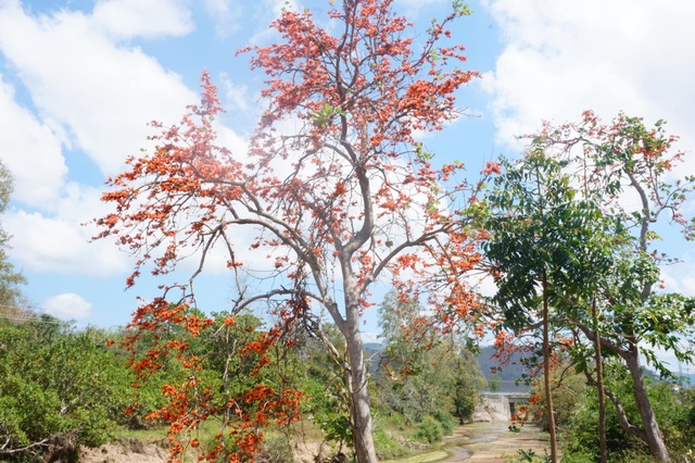 Admire the strange flowers of the Krong Pa fire pan - 1