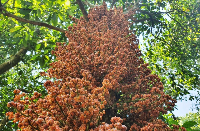 Flowers growing from beautiful stems are surprisingly attractive to visitors to check-in in Phu Yen - 2